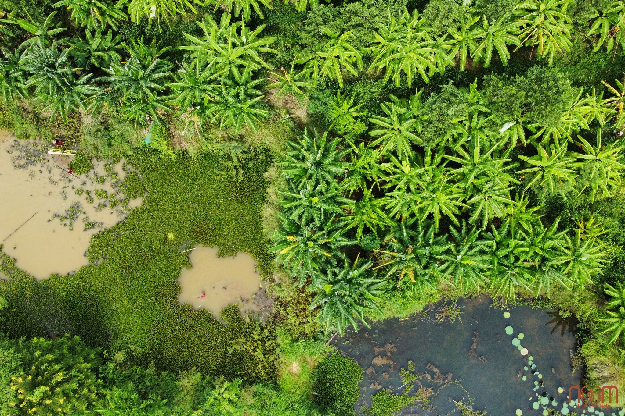 Hệ thống "bẫy nước dinh dưỡng" tại Rơm vàng farm