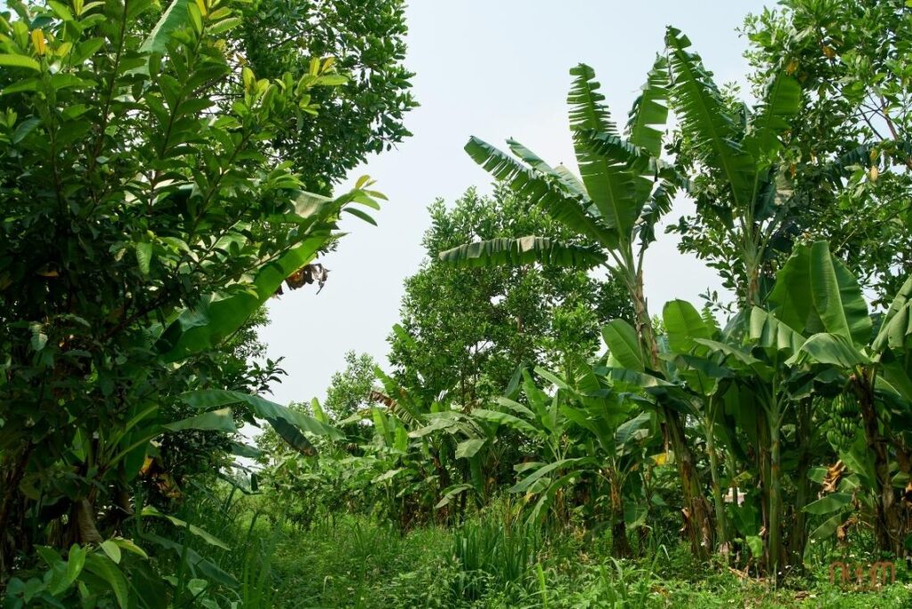 One 500 sqm forest garden module with two rows of banana & eucalyptus pioneers plus fruit trees and annual vegetables. Maximizing and sharing canopy, light, biomass and nutrient benefits.