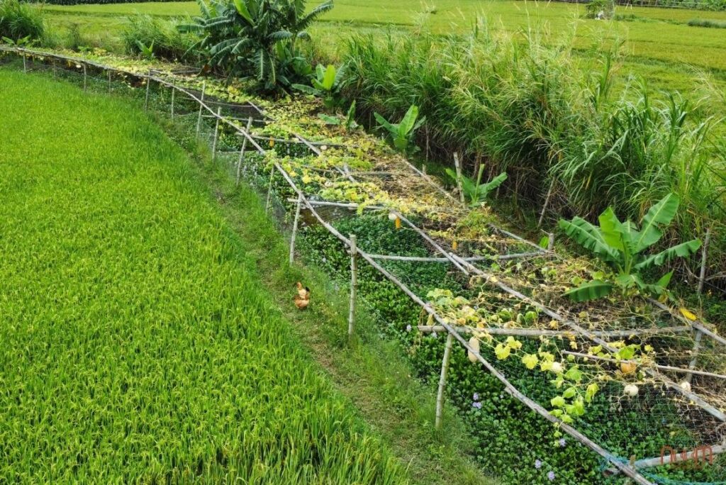 Ecological hedgerows nearly 10m wide, preventing chemical drift, seepage from outside while protecting and regenerating on-farm ecosystems and generating farmer income.