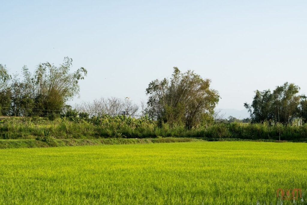 canh-quan-sinh-thai-lua-nuoc