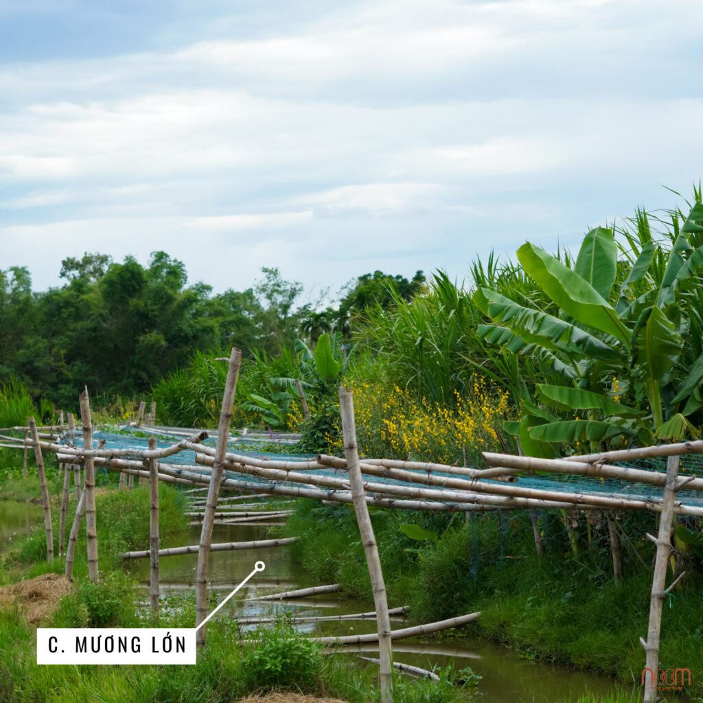 thiet ke muong lon trong hang rao sing hoc