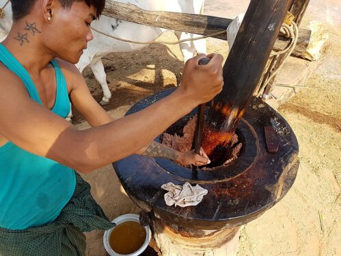 Dụng cụ ép dầu mè bằng gỗ sử dụng sức kéo của trâu bò để ép ra dầu tại Myanmar.