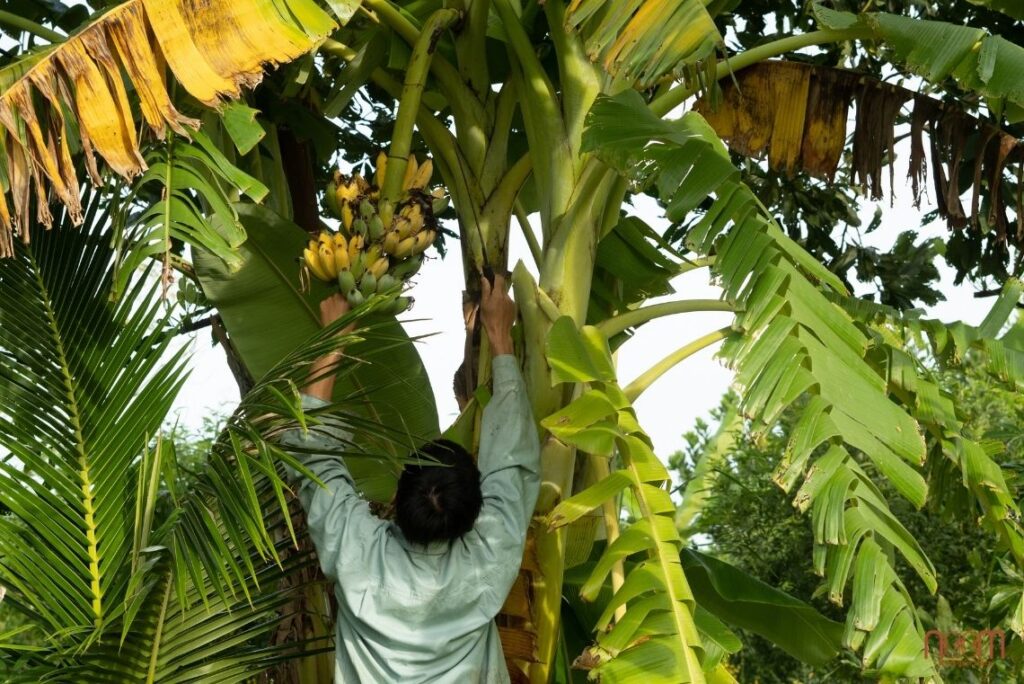 nông dân thu hoạch chuối vườn rừng