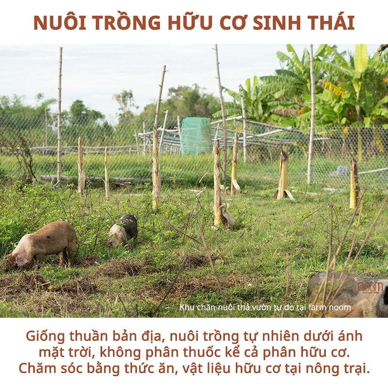 Nuôi trồng hữu cơ sinh thái là yếu tố quan trọng để tạo ra nguyên liệu cho chế độ ăn uống bền vững 