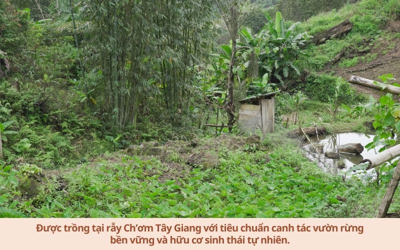 nguyen lieu dau tay den 2