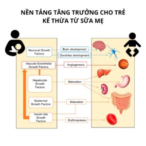 Nền tảng tăng trưởng của trẻ được kế thừa từ sữa mẹ (Growth Factors)