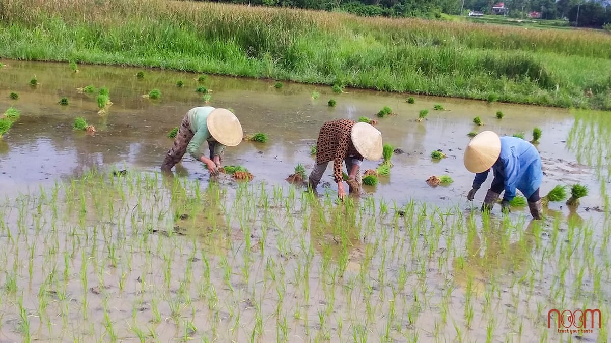 Thực phẩm cho người tiểu đường là thực phẩm sạch