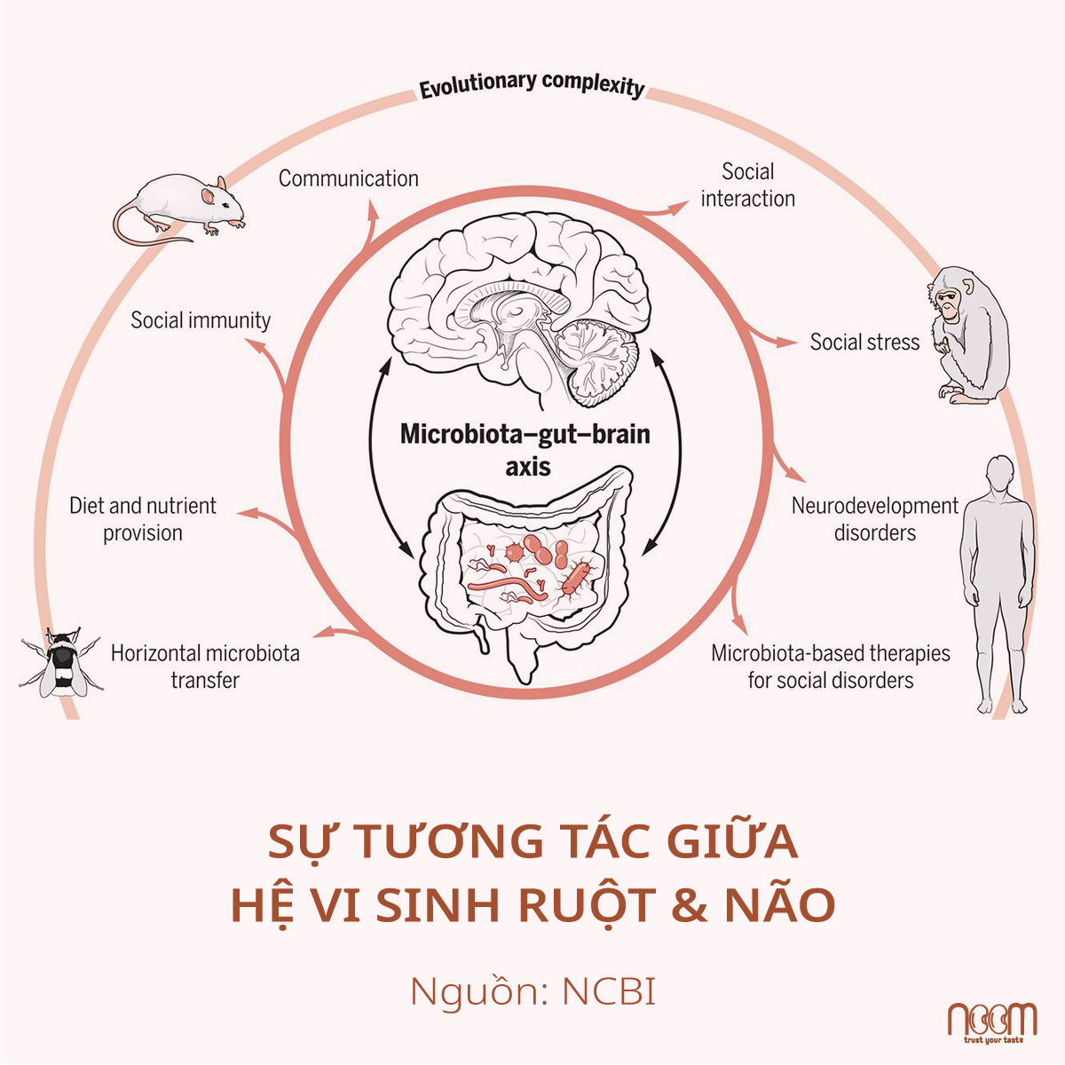 Thực Phẩm Lên Men Giúp Phát Triển Não Bộ Con Người