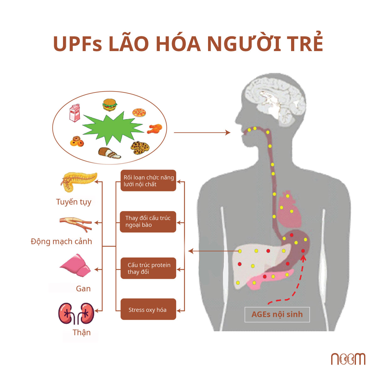 Quá trình hấp thụ và hình thành AGEs trong cơ thể con người và các bệnh do AGEs gây ra. Hấp thụ AGEs ngoại sinh thông qua thực phẩm siêu chế biến kết hợp AGEs nội sinh cao tích tụ trong các mô của con người. Chúng làm thay đổi gen (RAGs) và đi vào hệ thống tuần hoàn máu, gây ra tổn thương và rối loạn chức năng của các cơ quan (như tuyến tụy, động mạch cảnh, gan và thận. Nguồn: Frontier